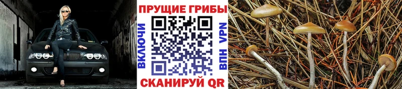 Купить  Унеча  Галлюциногенные грибы Psilocybine cubensis 